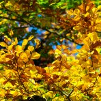 Buk lesný (Fagus sylvatica) ´DAWYCK GOLD´ - výška 200-220 cm, kont. C30L